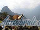 Machu-Picchu-008